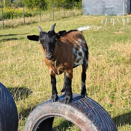 śnieżka Domek alpejski