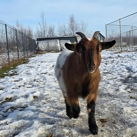 śnieżka Domek alpejski *