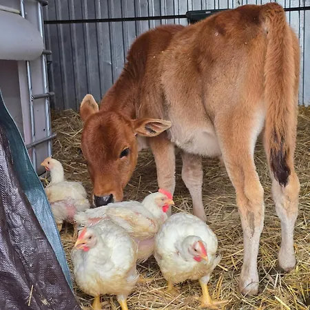 śnieżka Domek alpejski *