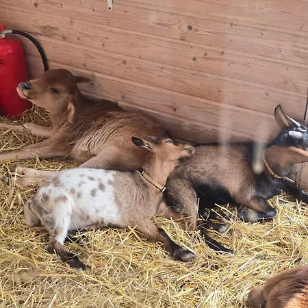 Sniezka * Wojcieszyce