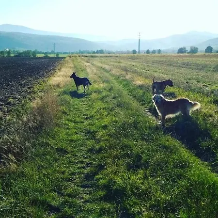 śnieżka