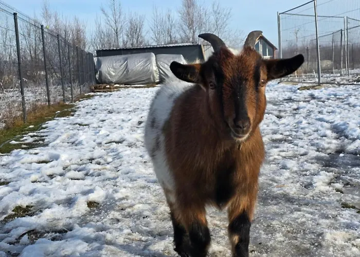 Sniezka Horská chata *