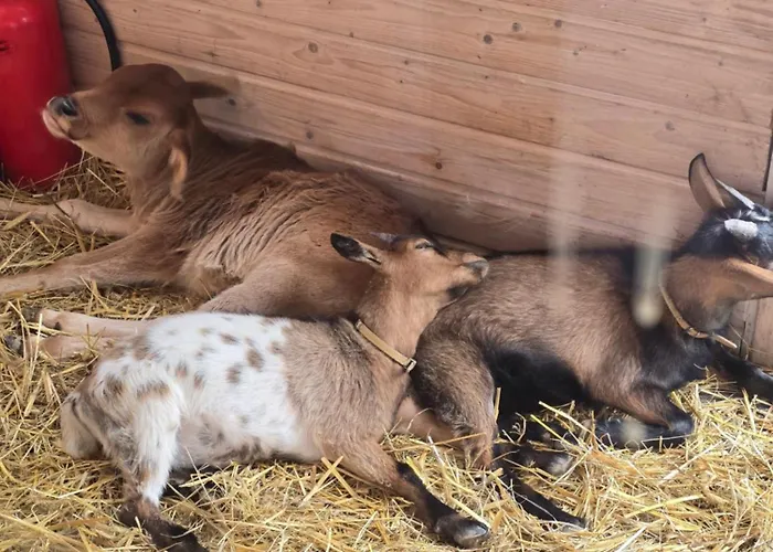 Sniezka * Wojcieszyce